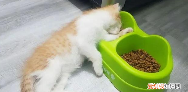猫咪为什么喜欢坐着睡觉 ，猫咪为什么要坐着睡觉？