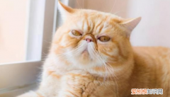 猫咪脾气不好是惯的吗 ，猫咪脾气不好怎么调教她？