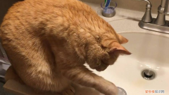 猫咪用手玩水 ，猫为什么拿手沾水？