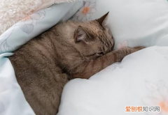猫为什么喜欢爬主人床头 ，为什么猫喜欢爬我的床？