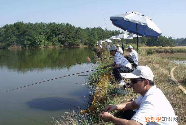 螺蛳可以钓鱼，螺蛳肉钓鲶鱼效果怎么样
