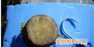 螺蛳可以钓鱼，螺蛳肉钓鲶鱼效果怎么样