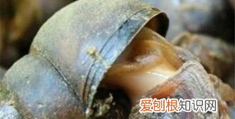 螺蛳可以钓鱼，螺蛳肉钓鲶鱼效果怎么样