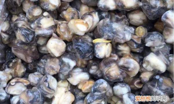 螺蛳可以钓鱼，螺蛳肉钓鲶鱼效果怎么样