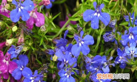 六倍利如何摘心，六倍利怎么修剪视频