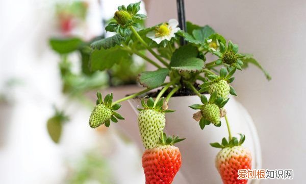 家里种草莓注意什么，自己想在家里种植盆栽草莓可以吗