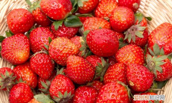 家里种草莓注意什么，自己想在家里种植盆栽草莓可以吗