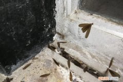 白蚁为什么会掉翅膀