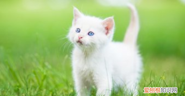 猫吃冻干有营养，猫咪冻干有营养价值吗