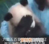 夺笋是什么，夺笋呐是什么