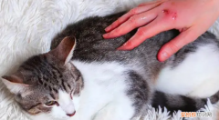 手被猫抓伤了怎么办? ，手被猫抓伤咋办？