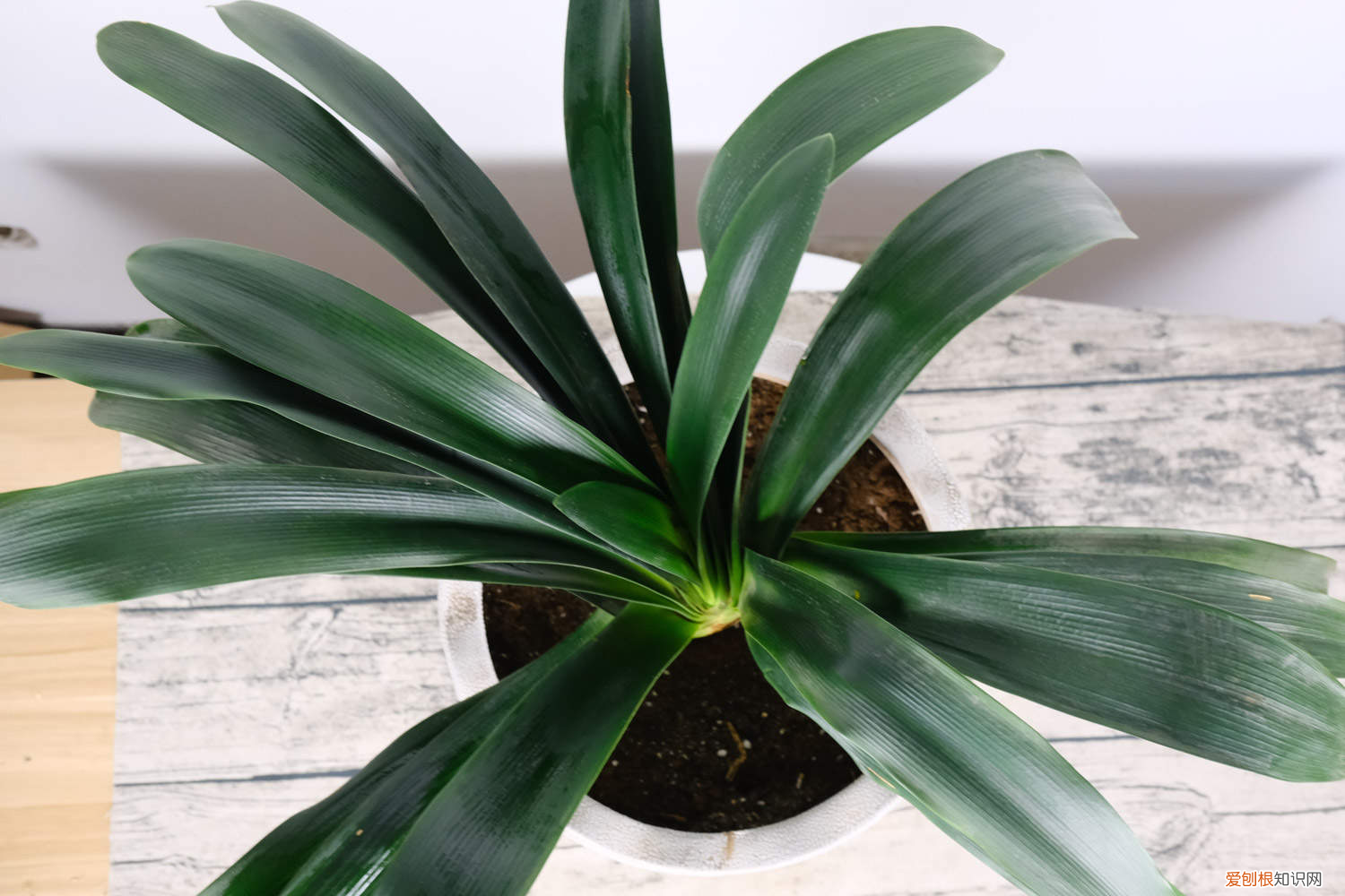 君子兰种子什么时候收获，君子兰的种子什么时候可以剪下来？