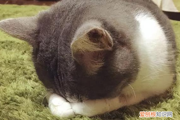 猫为什么会给人暖脚 ,猫为什么缠脚?