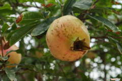 一朵朵盛开的石榴花仿佛是什么，一朵朵石榴花像什么，盛开的石榴花像什么？