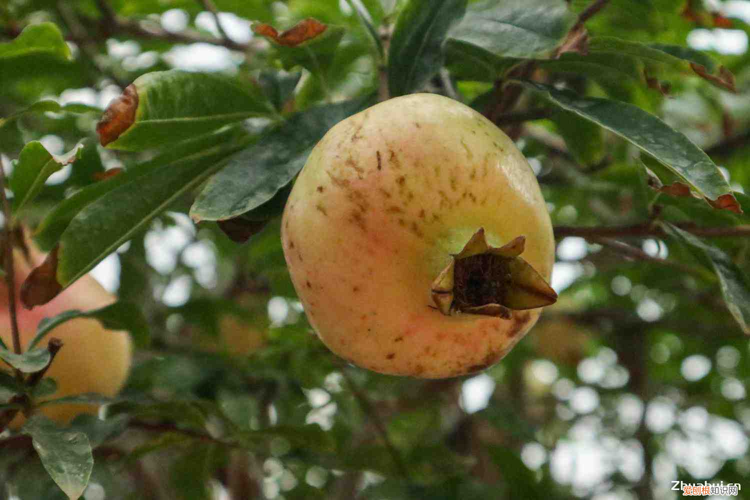 一朵朵盛开的石榴花仿佛是什么,一朵朵石榴花像什么,盛开的石榴花像什么?