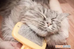 猫咪喜欢梳子 ，猫咪喜欢梳毛但是会咬人？