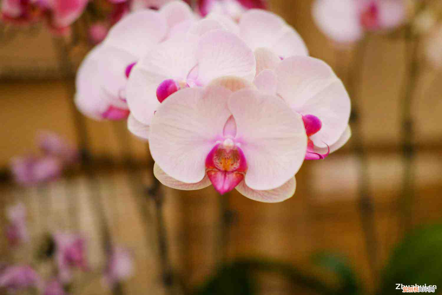 蝴蝶兰的养殖办法视频，蝴蝶兰的养殖方法，养殖注意事项有哪些？