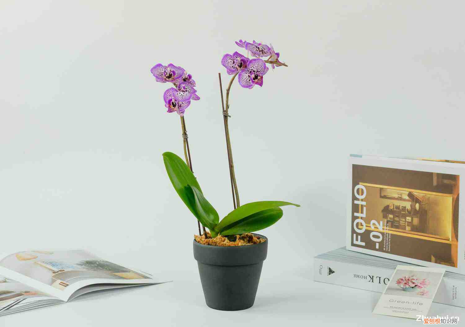 蝴蝶兰的养殖办法视频，蝴蝶兰的养殖方法，养殖注意事项有哪些？