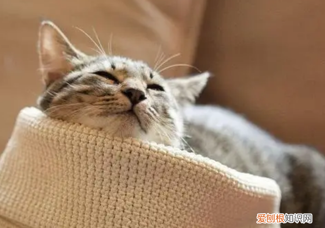 为什么猫睡着了不容易醒 ,为什么猫咪睡不醒?