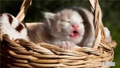 为什么猫喜欢抓自己尾巴 ，为什么猫咪喜欢抓自己的尾巴？