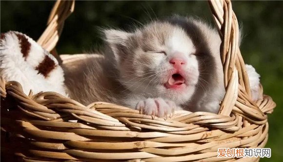 为什么猫喜欢抓自己尾巴 ,为什么猫咪喜欢抓自己的尾巴?