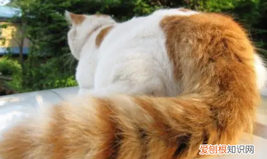 猫咪为什么一直摆动尾巴 ,猫咪大幅度摆动尾巴?