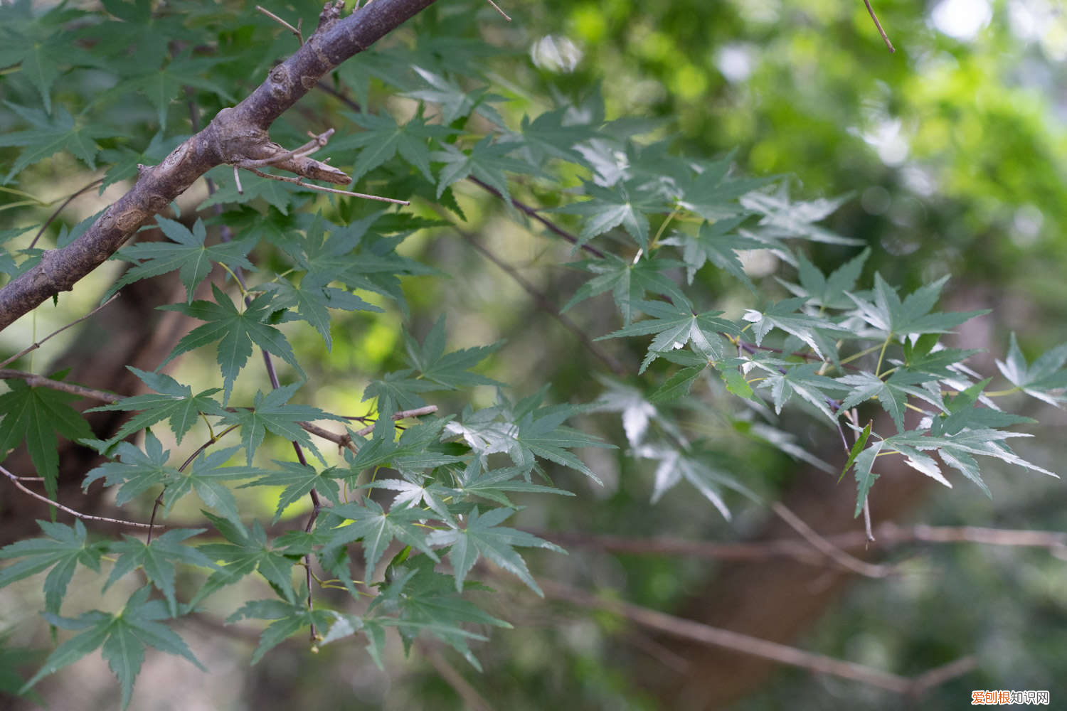青岛八大关枫叶,青岛八大关枫叶红的时间,八大关枫叶什么时候落?