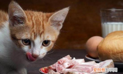 猫为什么不喜欢猪肉的味道 ，为什么猫不爱吃猪肉？