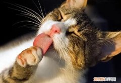 猫咪为什么舔手指 ，猫为什么总舔手？
