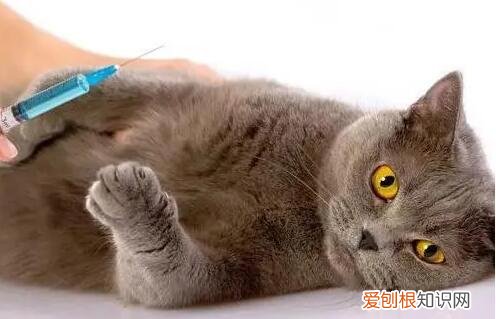 猫咪为什么舔自己手 ,猫咪为什么舔自己的身体?