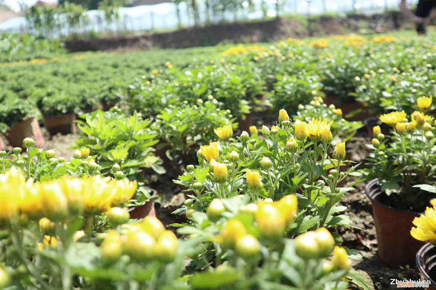 如何养菊花又矮又壮，千头菊一年开几次？