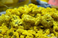 如何养菊花又矮又壮，千头菊一年开几次？