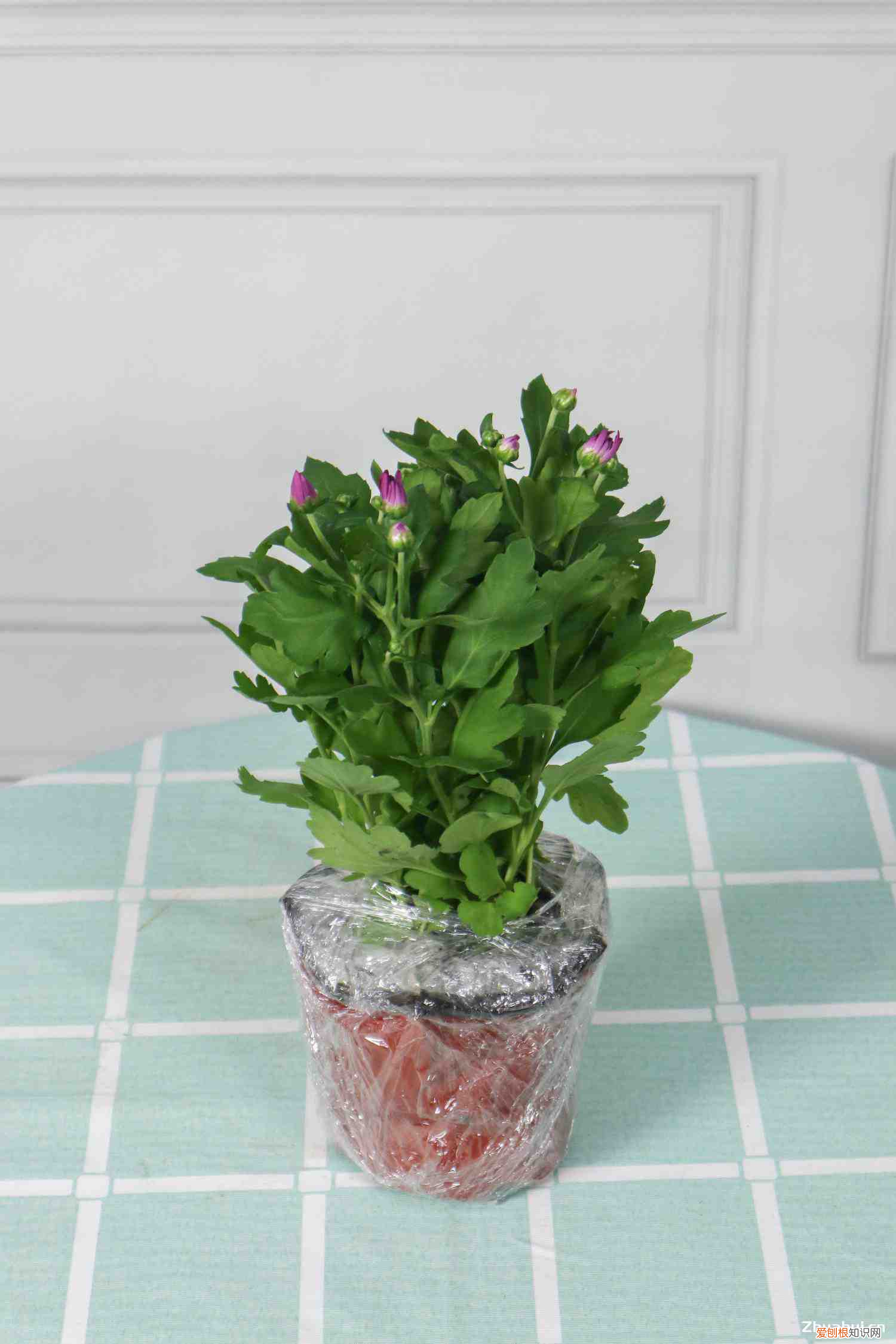 如何养菊花又矮又壮，千头菊一年开几次？