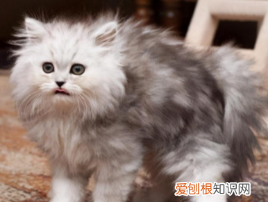 猫咪背为什么会耸起 ，为什么猫咪的背一抽一抽的？