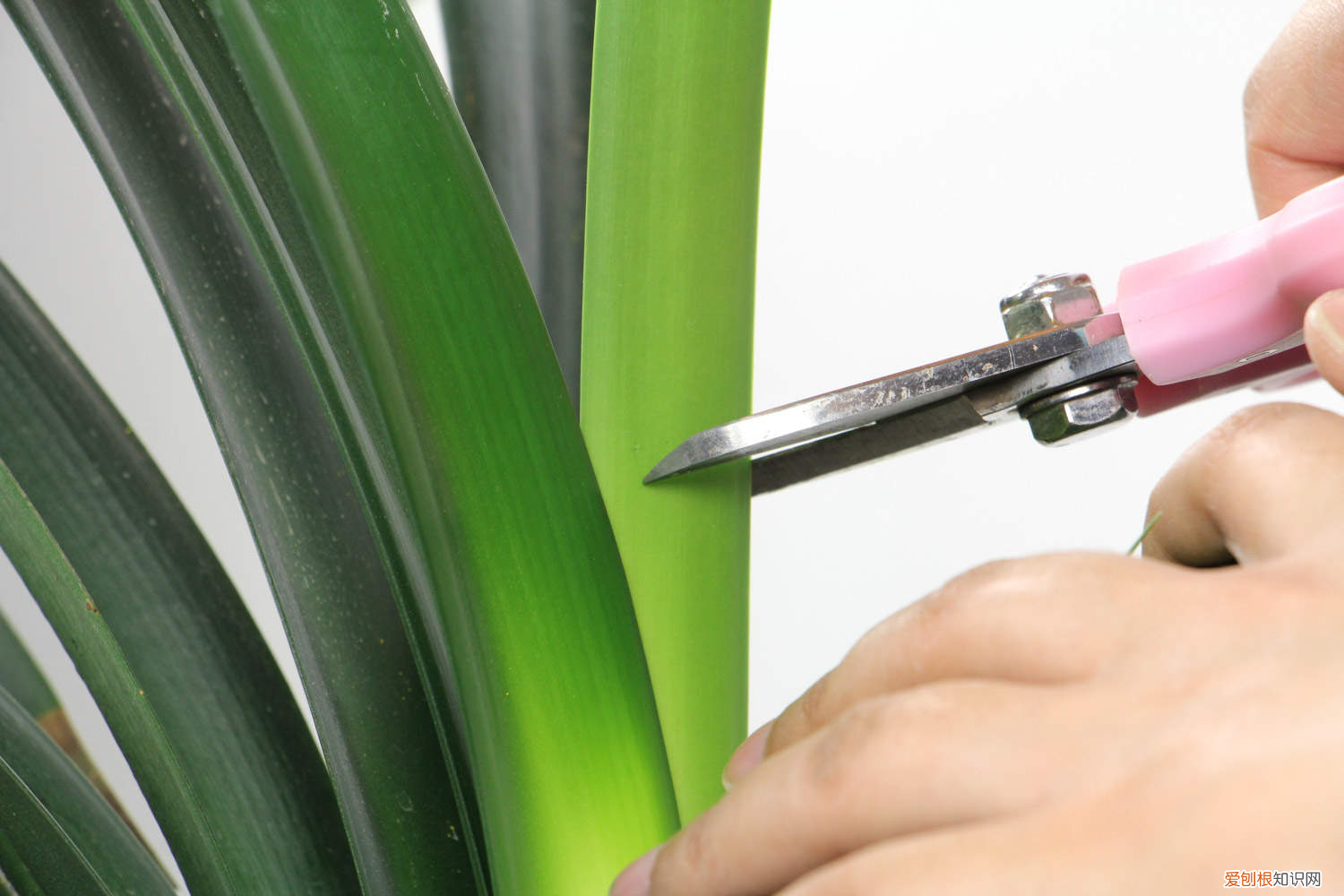 君子兰种子什么时候摘取?,君子兰的种子刚采下来什么时候能种?