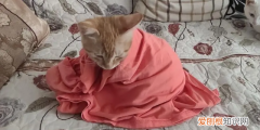 猫猫为什么踩被子 ，猫为什么总是用脚踩被子？
