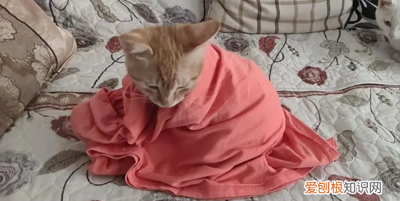 猫猫为什么踩被子 ，猫为什么总是用脚踩被子？