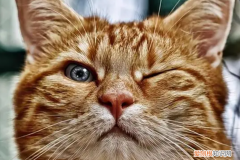 猫眨眼睛是怎么回事 ，猫咪为什么眨眼？