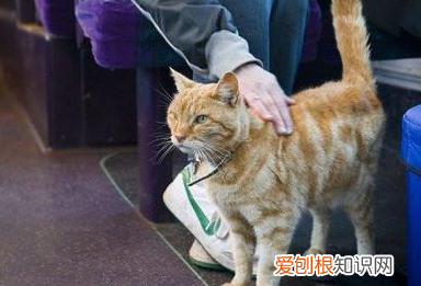 猫咪为什么不能上地铁 ,猫为什么不能上高铁?