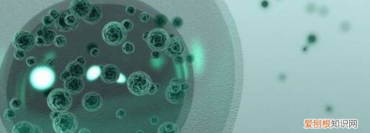 细菌的生活方式和繁殖方式 ，细菌的生活方式视频？