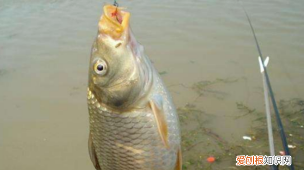 丁香酒钓什么鱼,一斤白酒泡多少丁香钓鲫鱼合适