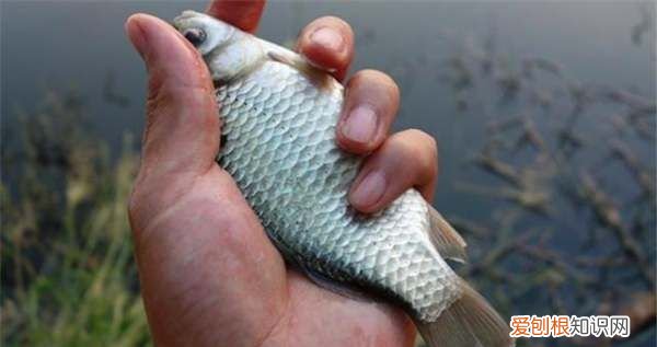 丁香酒钓什么鱼,一斤白酒泡多少丁香钓鲫鱼合适