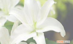 百合花落了后怎么处理，香水百合花枯萎后怎么处理