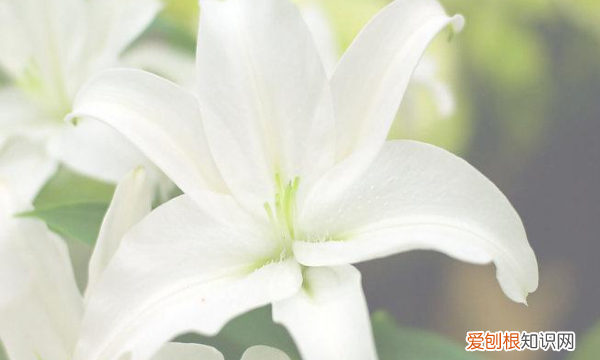 百合花落了后怎么处理，香水百合花枯萎后怎么处理