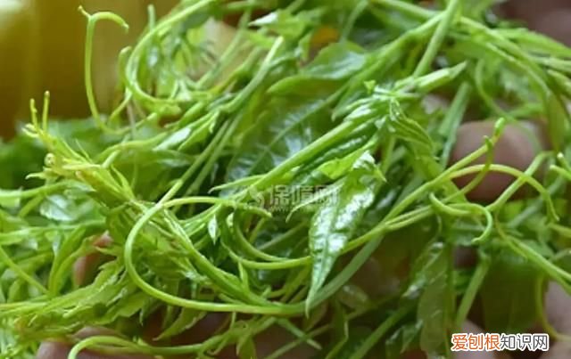 莓茶是什么茶有什么作用