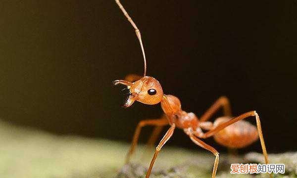 红蚂蚁怎么消灭