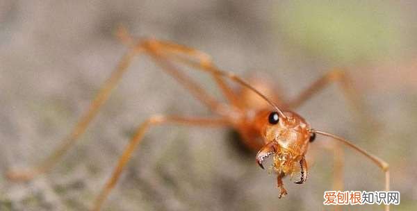 红蚂蚁怎么消灭