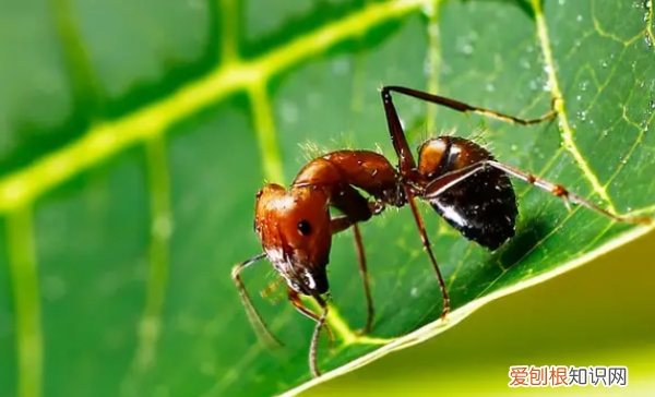 红蚂蚁怎么消灭