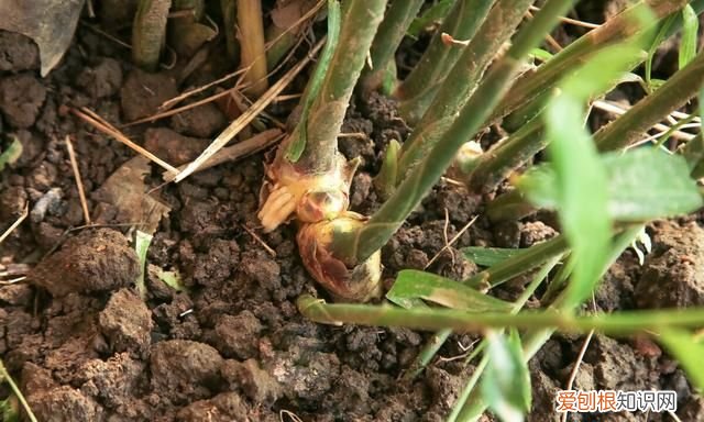 夏天吃姜是老姜好还是新姜好