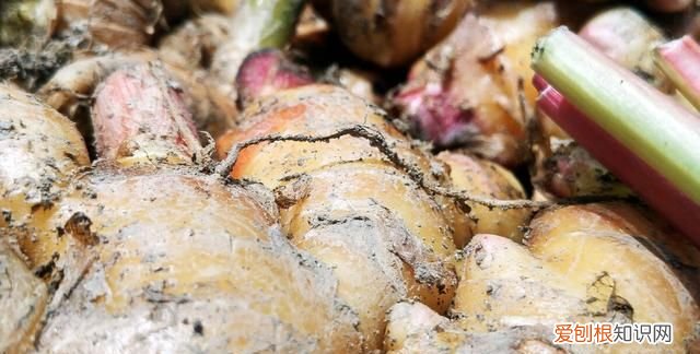 夏天吃姜是老姜好还是新姜好